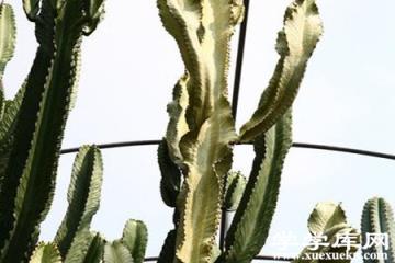 大戟閣錦 大戟閣錦