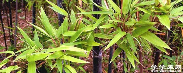 盆栽紫竹怎么養