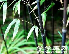 紫竹葉片 紫竹葉片