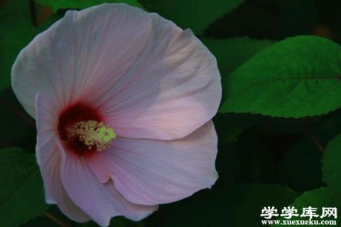 芙蓉葵播種有妙招，簡單好活，一起來試試！