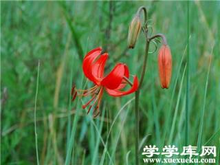 山丹丹的觀賞價值