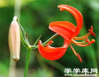 山丹丹花的藥用價值