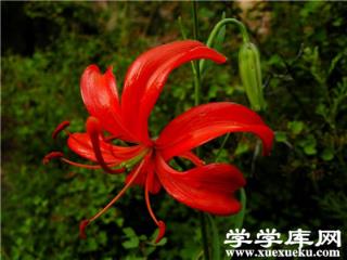 山丹丹花的食用價值