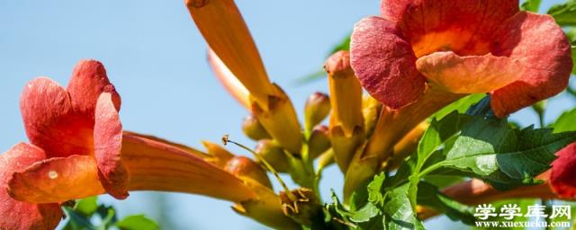 陽臺如何養凌霄花，需要注意什么