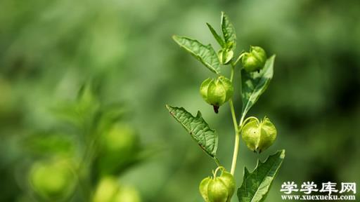 假酸漿和燈籠果的區別
