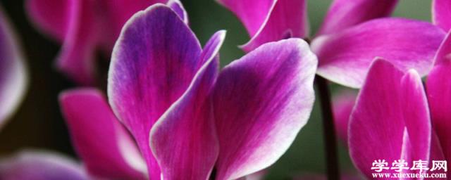 仙客來葉子發黃具體分析