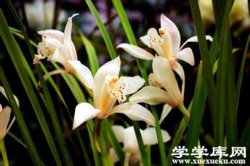 獨占春植株 獨占春植株