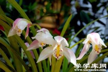 獨占春花 獨占春花