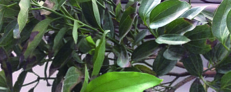 植物葉子邊緣焦枯什么原因，如何處理