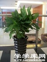 萬年青盆栽 萬年青盆栽