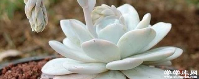 多肉雪蓮的養殖方法