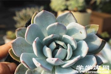 多肉雪蓮 多肉雪蓮