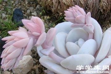 多肉雪蓮 多肉雪蓮