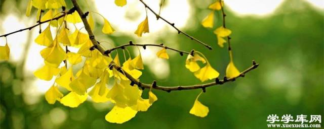 銀杏的花語，送人銀杏葉的寓意