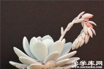 多肉雪蓮 多肉雪蓮