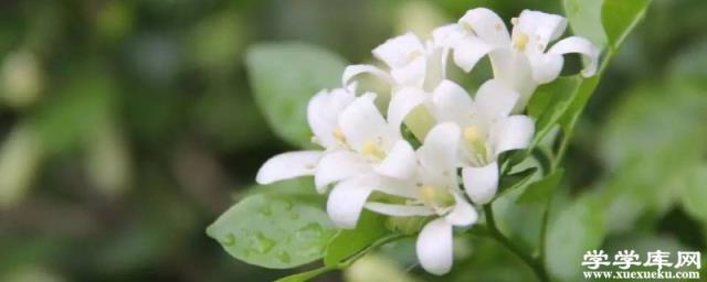 夜來香怎么施肥，這樣做才正確！