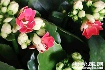 長壽花