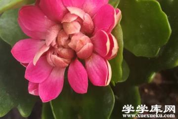 長壽花