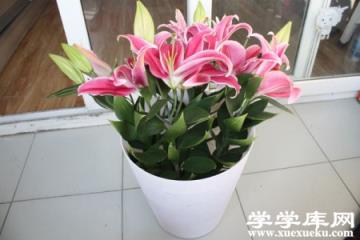 百合盆栽 百合盆栽