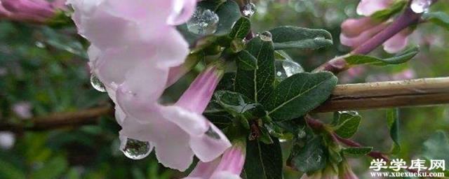 丁香花花期如何養護，什么時候開花