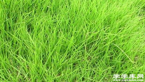 結縷草的種植方法