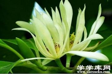 美麗的白蘭花 美麗的白蘭花