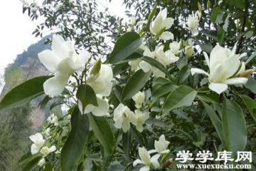 漂亮的白蘭花 漂亮的白蘭花