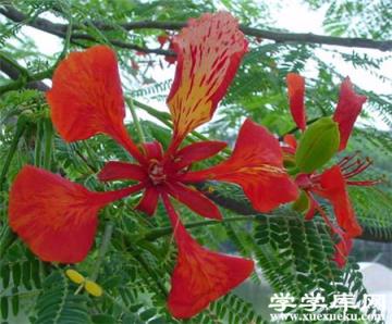 鳳凰木簡介 鳳凰木簡介