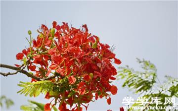 鳳凰木有什么功效 鳳凰木有什么功效