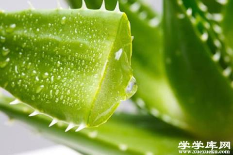 蘆薈的風水作用