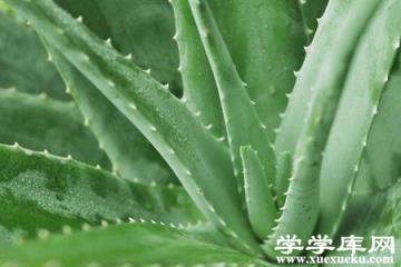 漂亮的蘆薈 漂亮的蘆薈