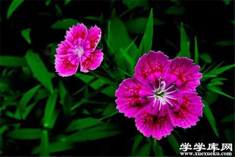 石竹怎么修剪？這樣剪正確又漂亮！